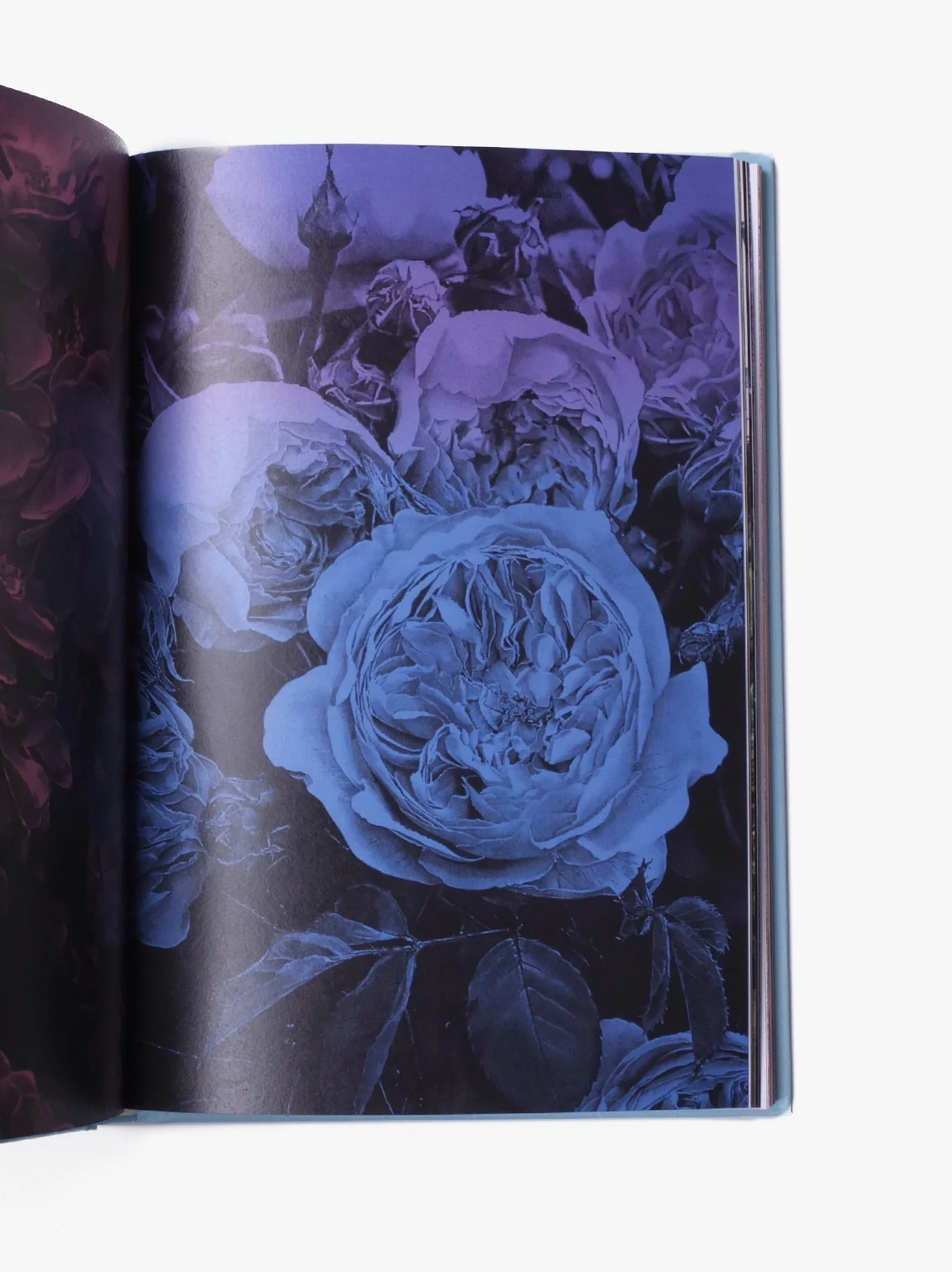Strange Plants - Issue 3 - Image 3